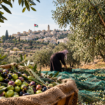 الذهب الأخضر تحت الحصار: زيتون فلسطين …..اقتصاد يُقتلع من جذوره